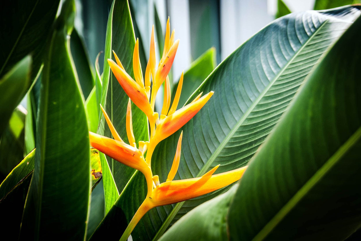 Gold Heliconia Champneana Seeds for Planting - 10 Seeds - Banana Plant