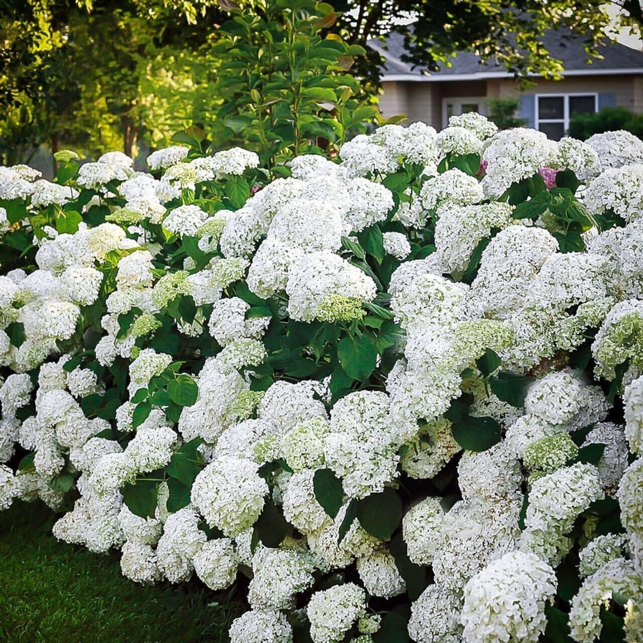 Snow Hill Hydrangea Seedlings for Planting - Grow This Stunning Blooming Bush