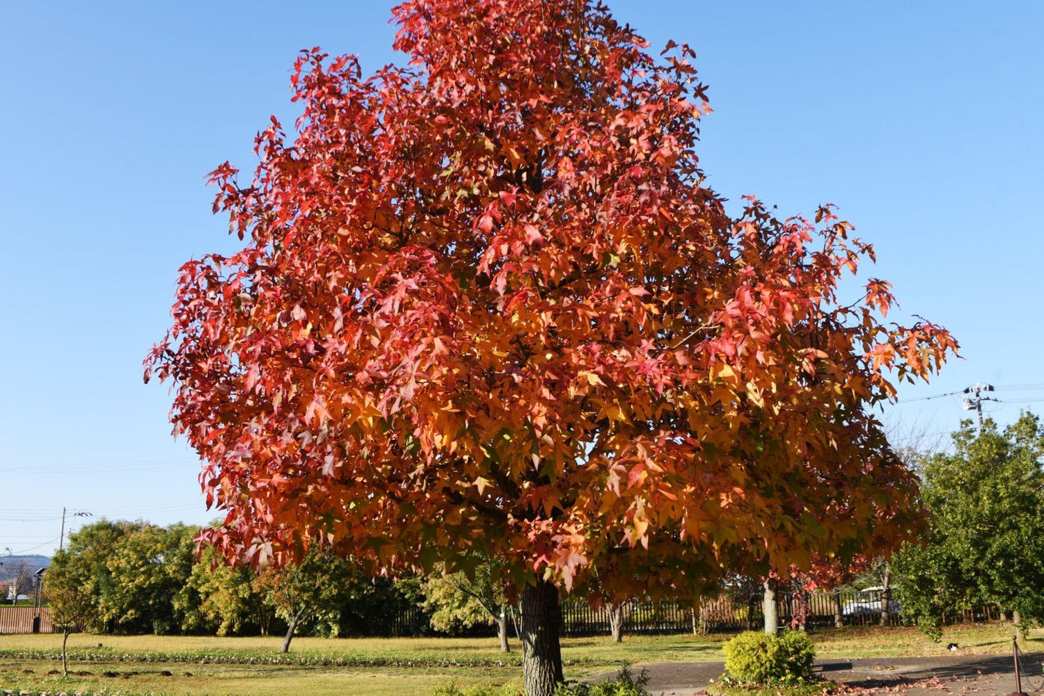 Sweet Gum Tree Seedlings for Planting - Attractive and Hardy Trees