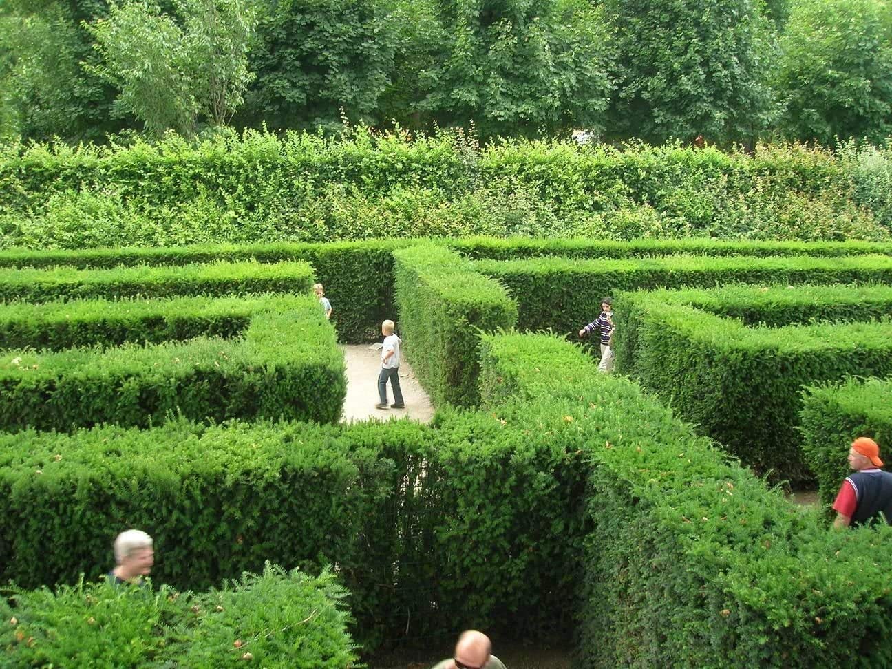 Maze Plant Seeds- English Yew Tree - 20 Seeds