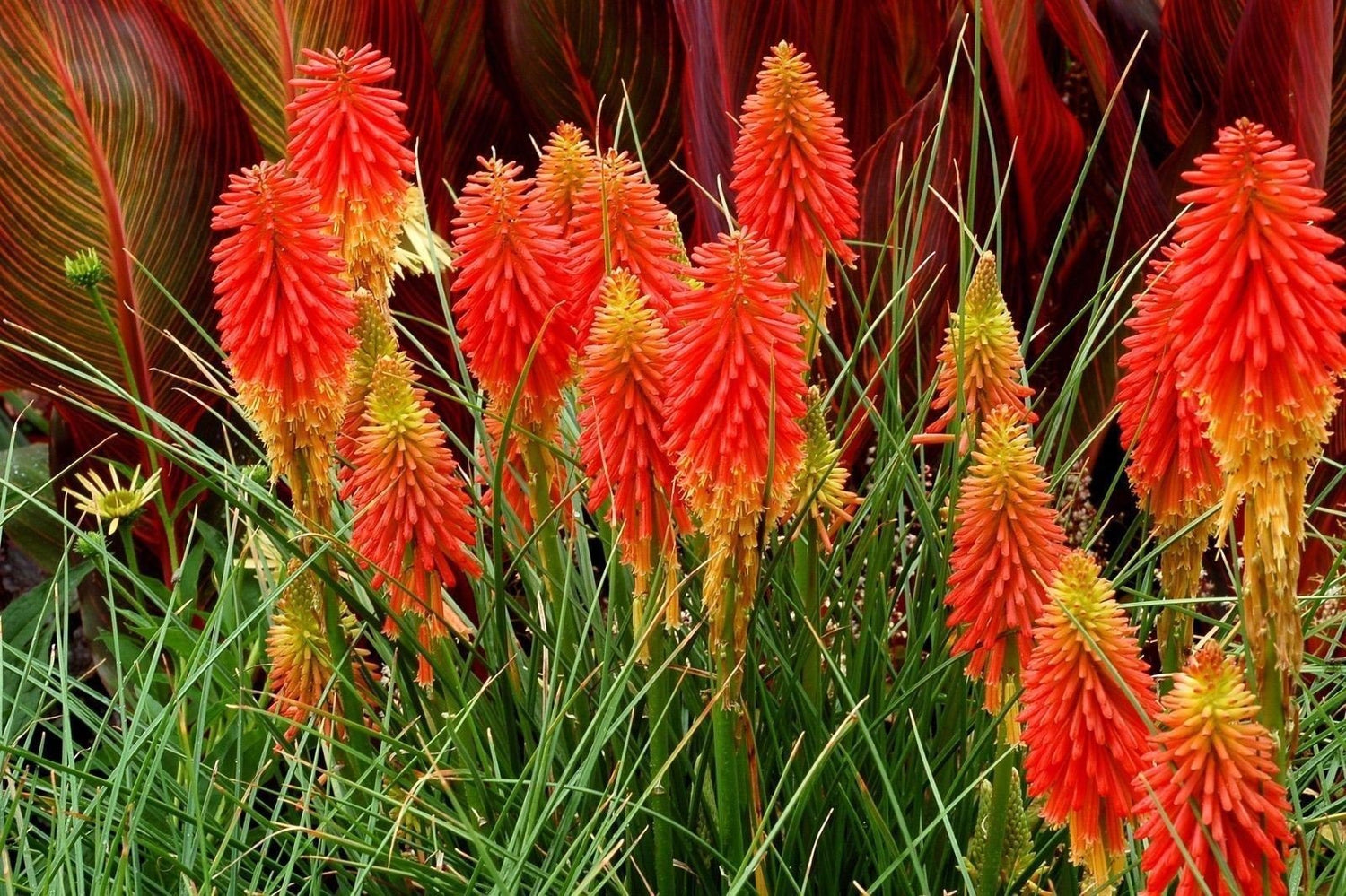 25 Dwarf red hot pokers seeds, red hot poker, Torch Lily, KNIPHOFIA triangularis