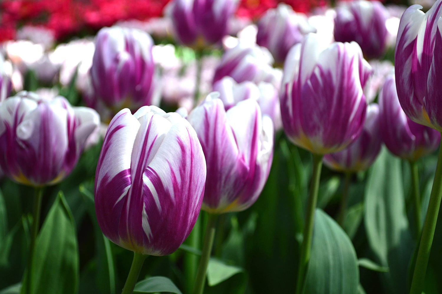 IB Prosperity Tulip Triumph 'Flaming Flag' (Triumph Tulip) Size 12/+ cm, Bulbs for Planting, Open Pollinated, Heirloom, Non-GMO, Bulbous Perennial, Tulipa Flaming Flag, Single Early Tulips
