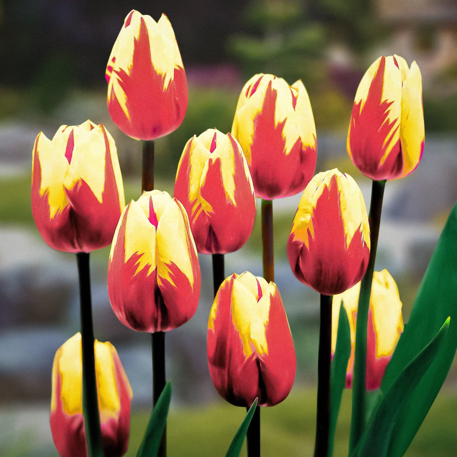 10 Rembrandt Tulip Bulbs for Planting (Red and Yellow) - Easy to Grow