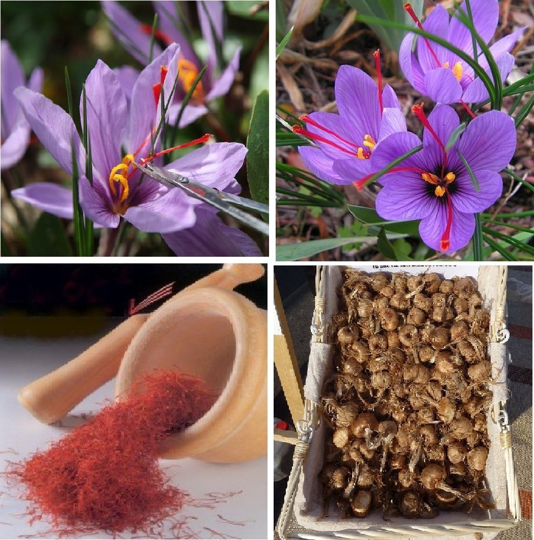 Saffron Crocus 10 Bulbs - Rare Spice - Organic Crocus Sativus
