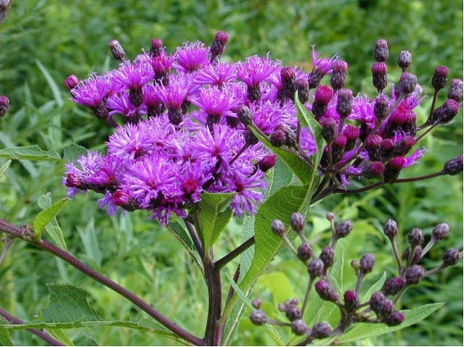 Ironweed- Vernonia Fasciculata- 200 Seeds