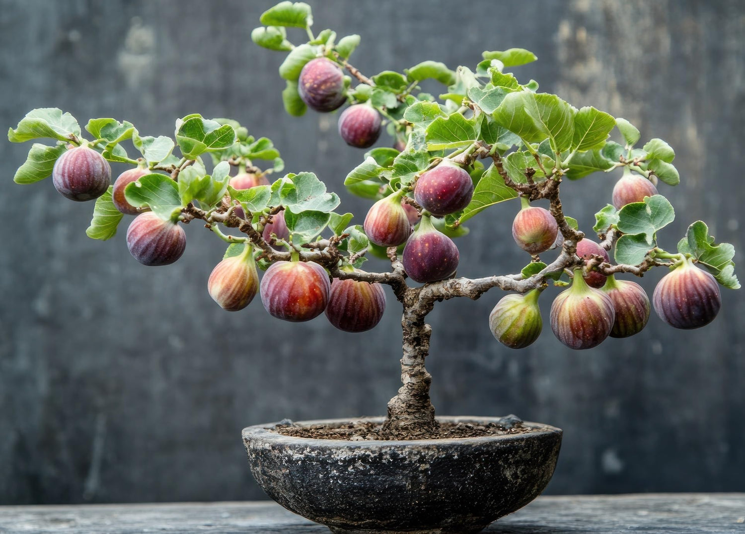 Hardy Fig Bonsai Tree Seedling for Planting - Well Rooted 1 Yr. Seedling