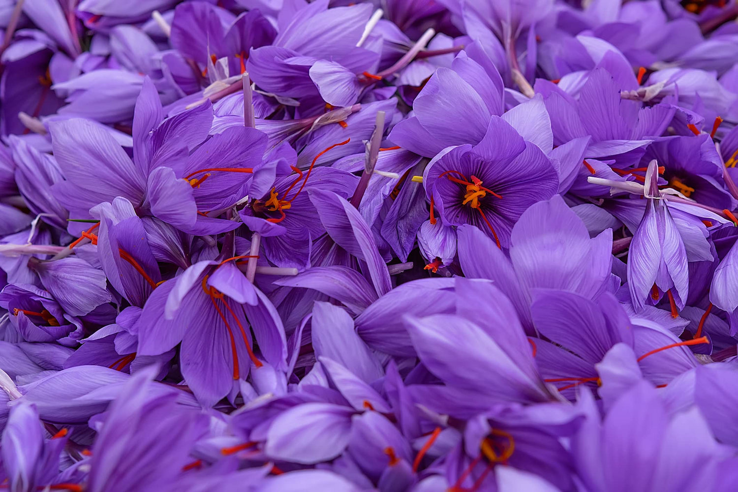 10 Saffron Crocus Bulbs for Planting - Crocus Sativus Bulbs