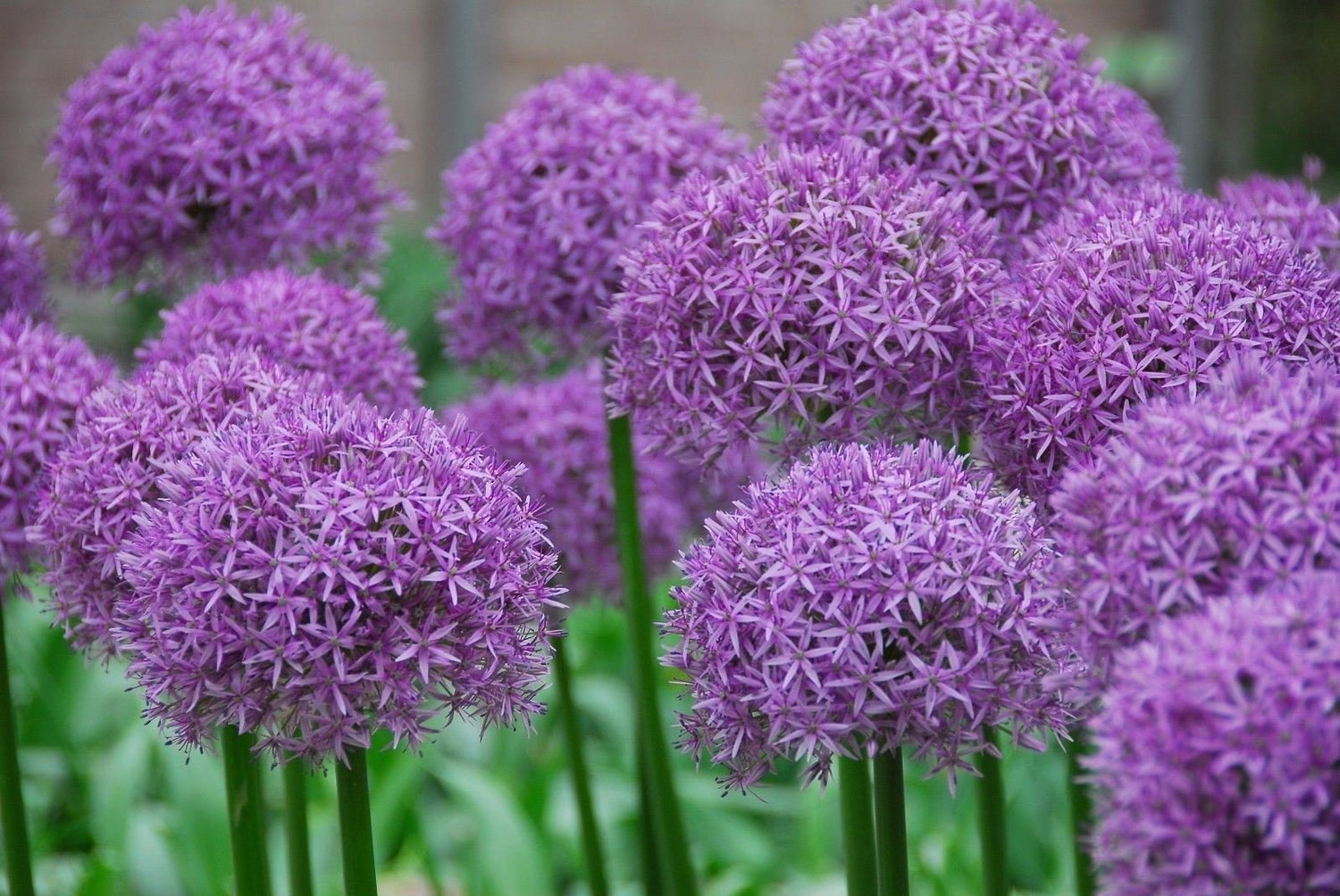 1 Allium Bulbs (Giant) - Gladiator - Perennials Bulbs, Now Shipping !