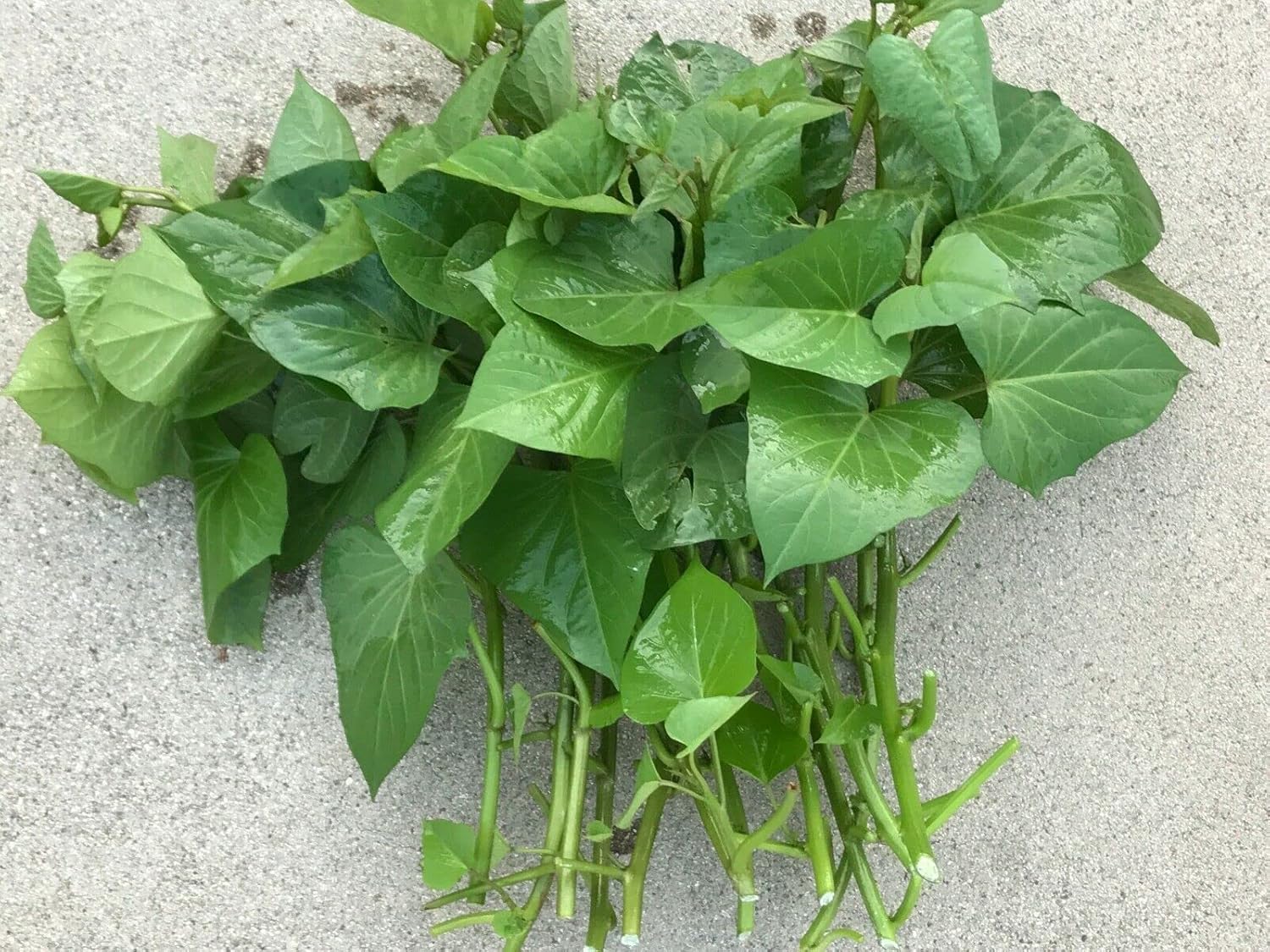 3 White Sweet Potato Slips for Planting - Grow Your Own Tasty Sweet Potatos (3 Slips) Yams