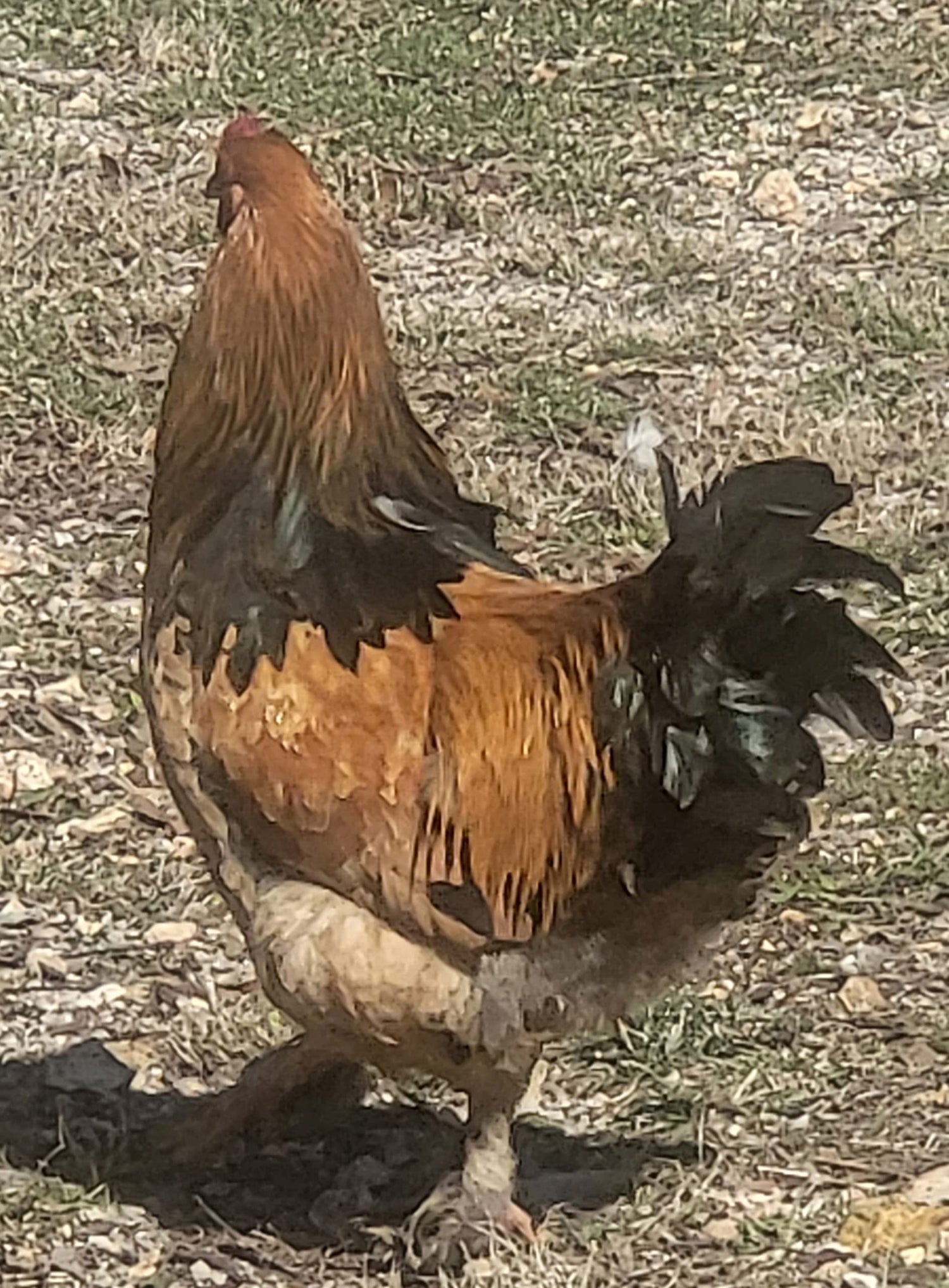 Barnyard Mix Fertile Chicken Hatching Eggs Raised on Organic (6 Eggs)
