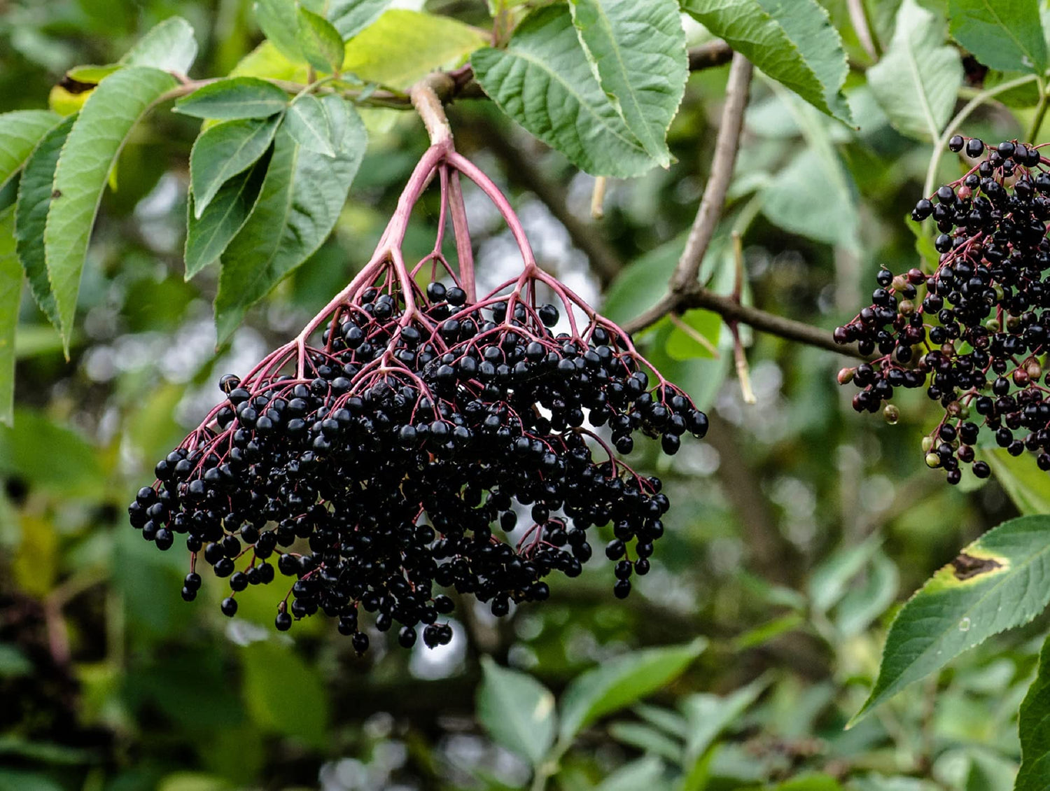10 Black Bearing Elderberry Cuttings to Grow - Grow 10 Elderberry Bush Plants - Prized for Healthy Fruit