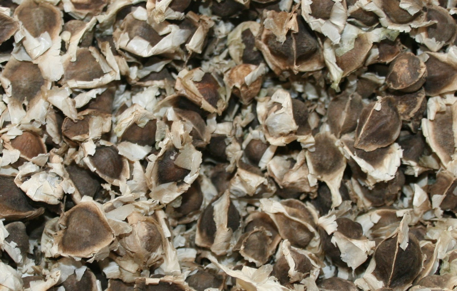 1 oz (Apx 100) Moringa Seeds - Paisley Farm and Crafts