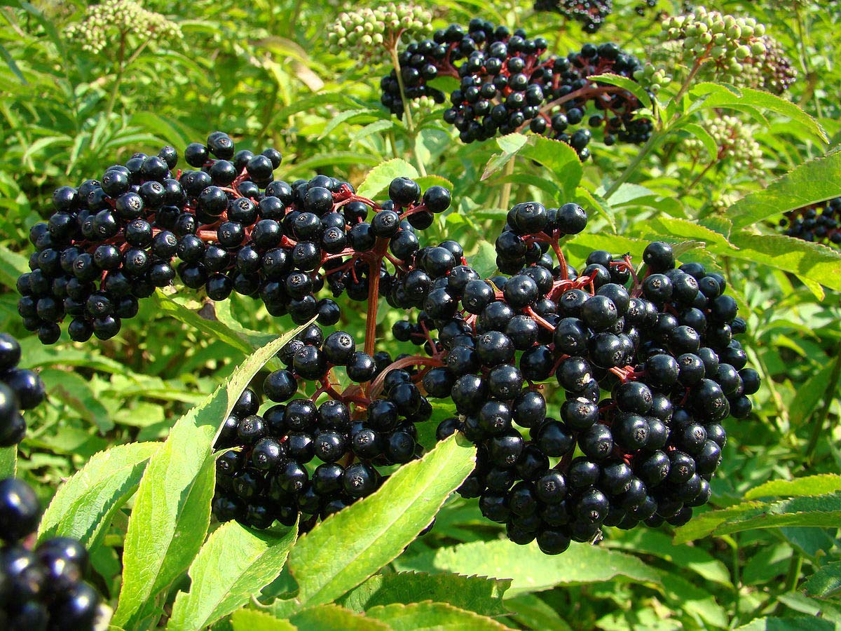 Red Supply Solution Black Elderberry 35 Seeds - Sambucus Canadensis, Organic Fresh Seeds Non GMO, Indoor/Outdoor Seed Planting for Home Garden