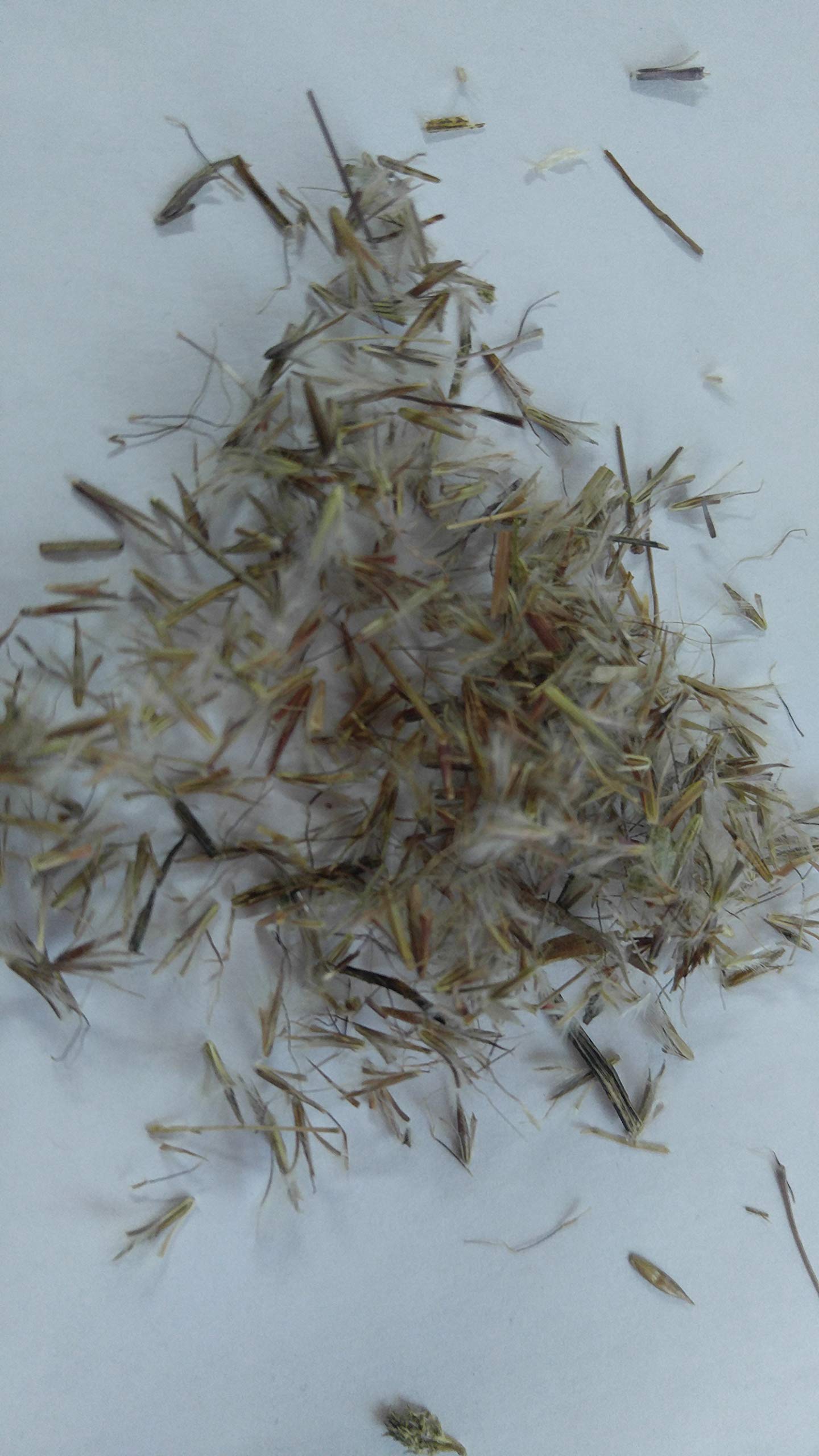 500+ Little Bluestem Seeds American Native Grass, Bunch Grass, Beard Grass