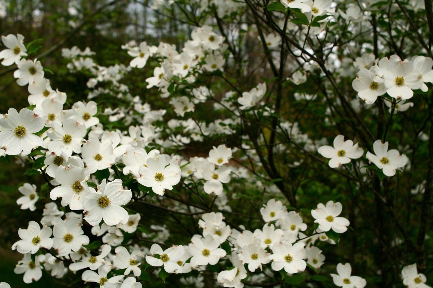1 x White Floweriing Dog Wood