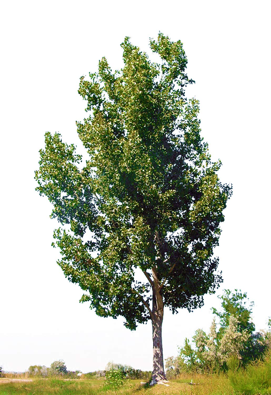 Hybrid Poplar Tree Starts - 3 pack