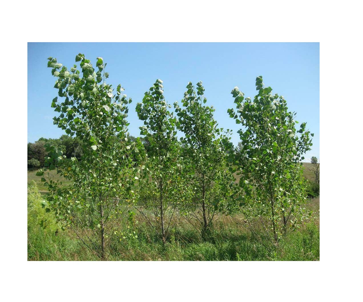 Hybrid Poplar Tree Cuttings Fast Growing Shade or Privacy Trees 10 Trees BA101