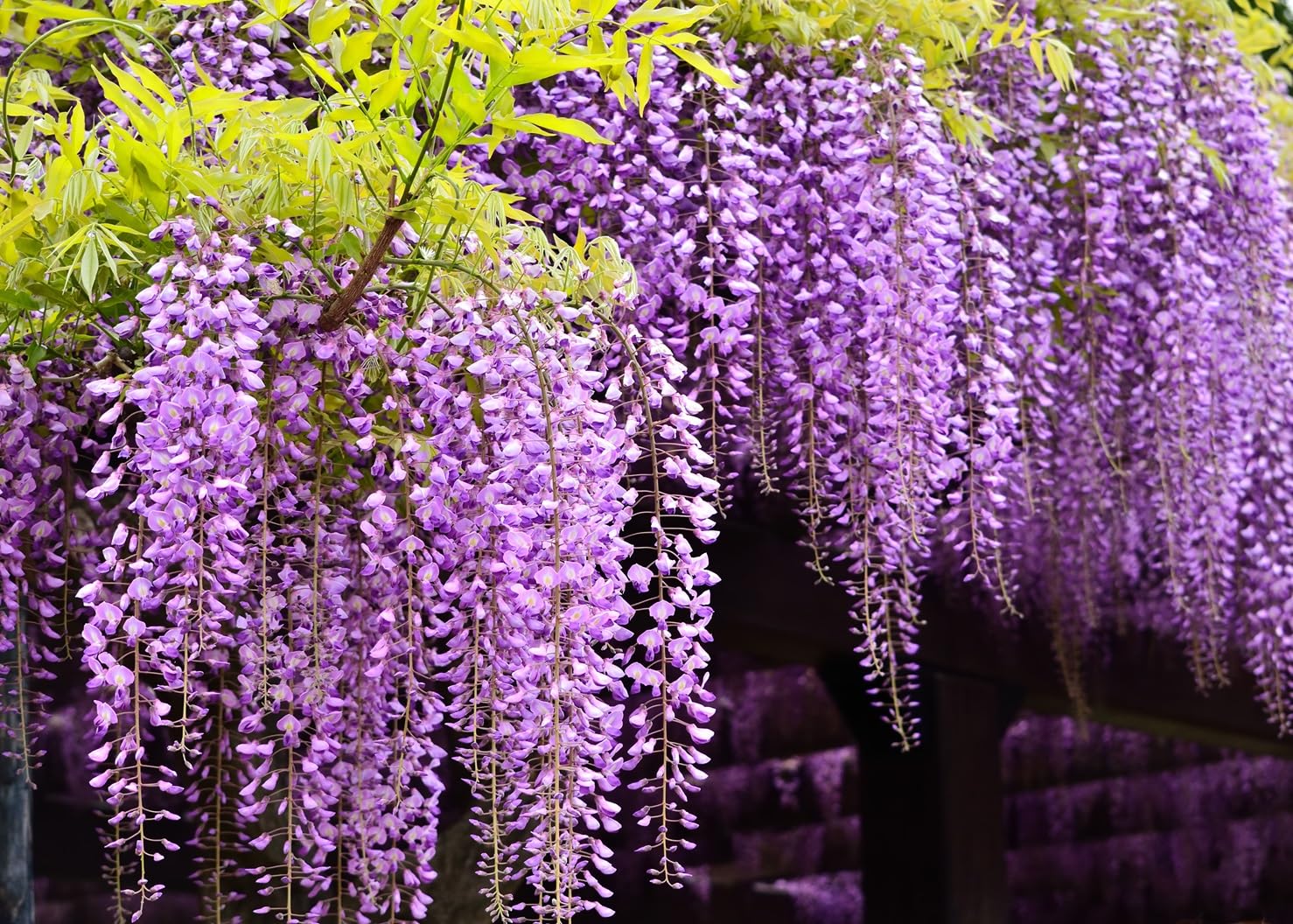 10 Purple Wisteria Vine Plants - Approx 12" Tall Live Plants - Amazing Purple Blooms, Grows as a Vine or A Tree