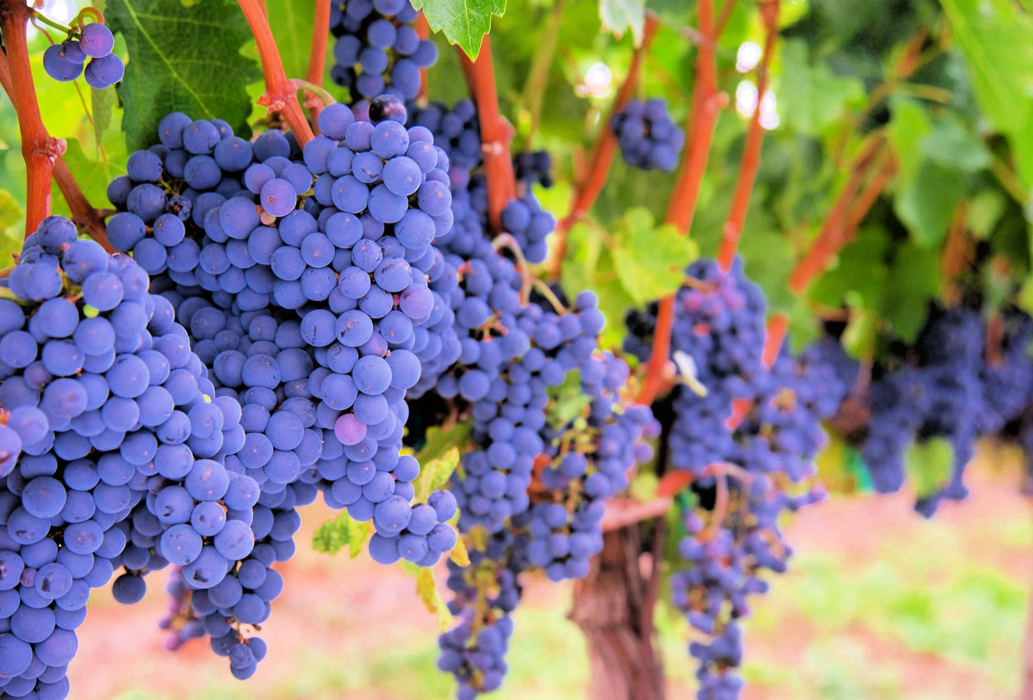 Love Vine Seeds (100 Seeds) - Produces Delicious Edible Grapes