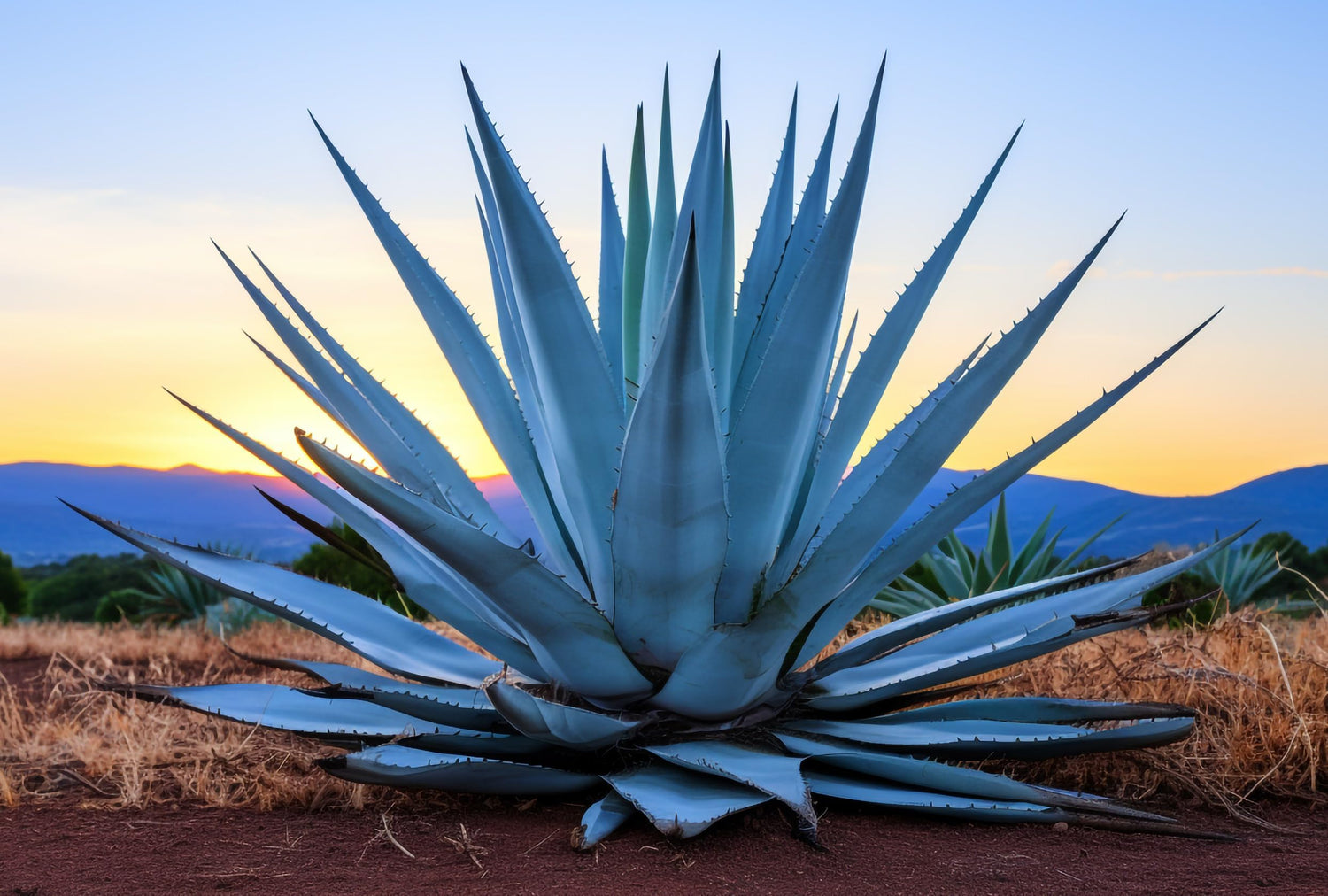 10 Agave Americana Seeds for Planting - Century Plant Succulent Seeds