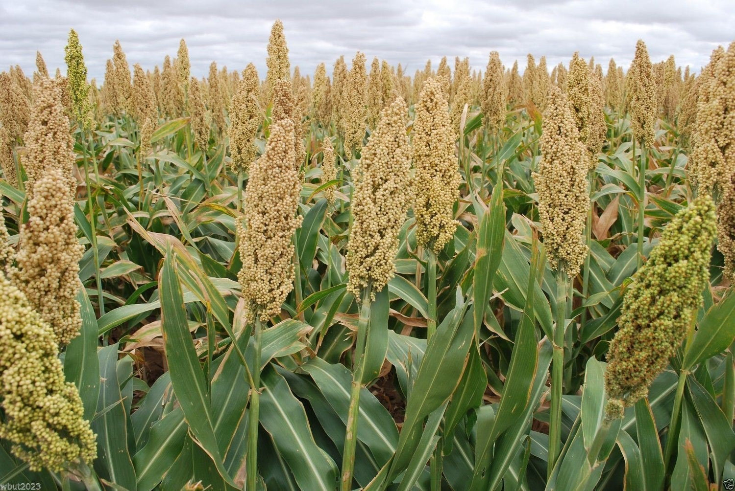 WHITE POPPING SORGHUM SEED,Grain, floral arrangements (dried or fresh flower)(3000 Seeds)