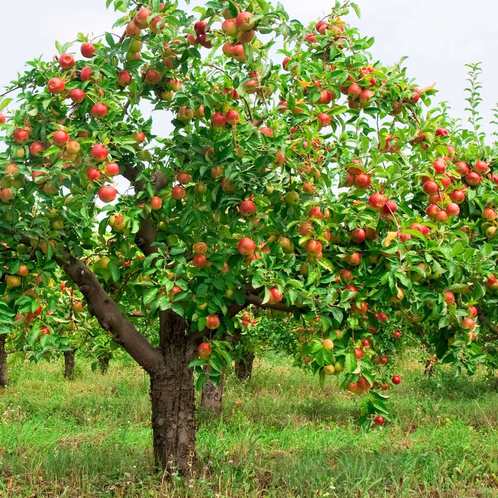 Apple Tree Seedlings for Planting - Malus Pumila, Common Apple - No California