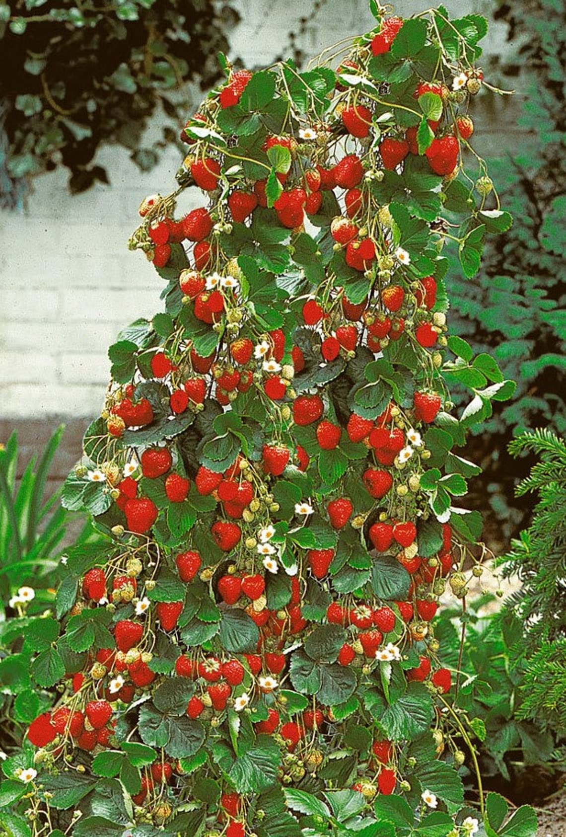 100+ Wild Strawberry Strawberries Seeds - Fragaria Vesca - Edible Garden Fruit Heirloom Non-GMO - Made in USA, Ships from Iowa.