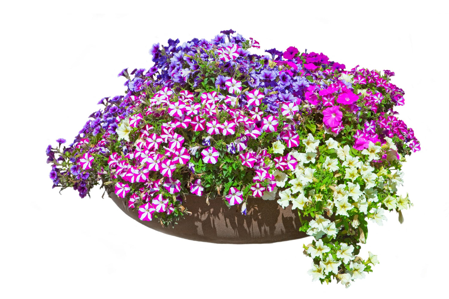 Petunia Flower Seeds for Planting | 200+ Seeds | Non-GMO | Rare Seeds for Planting Home Garden, Seeds, Gardeners Choice!
