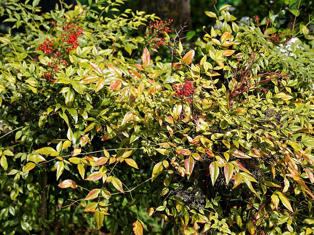 1 oz Seeds (Approx 862 Seeds) of Nandina domestica, Heavenly Bamboo