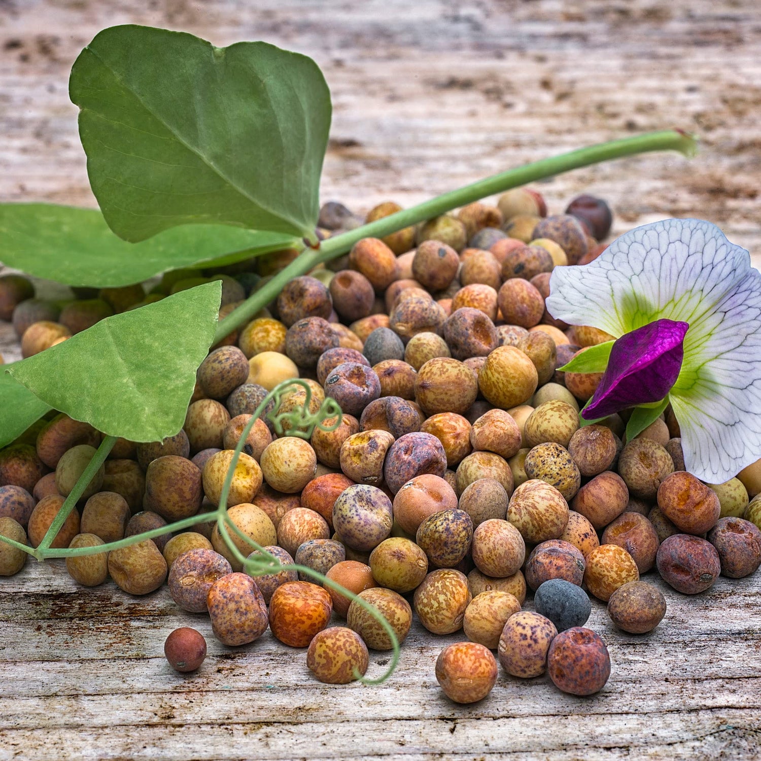 Austrian Winter Pea Seeds - Excellent Cover Crop and Food Plot Forage for Deer and Wildlife