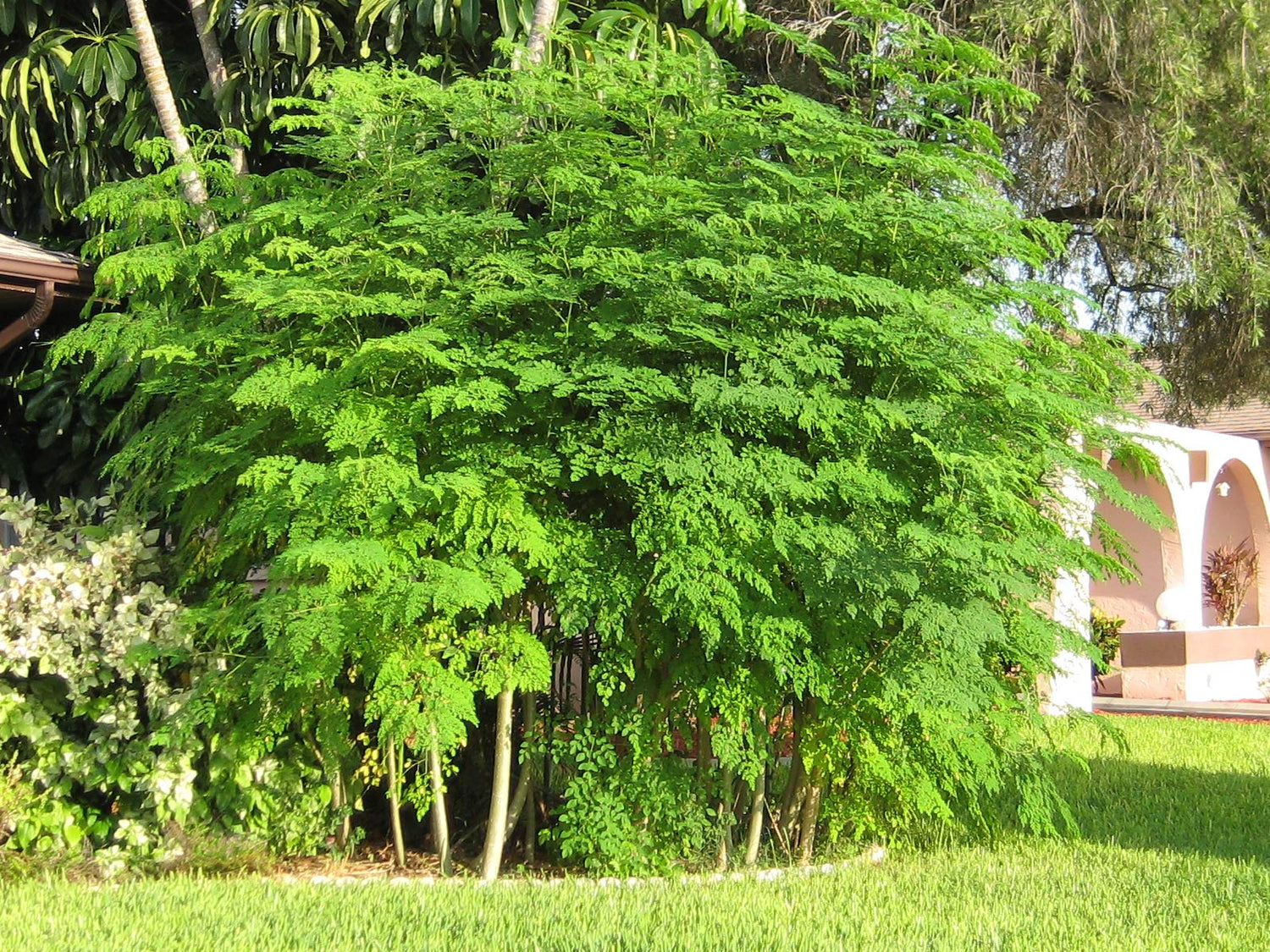 ENDLESS FOREST FARMS 25+ Seeds The Tree of Life - The Moringa Tree Easy to Grow, Fast Growing Tree