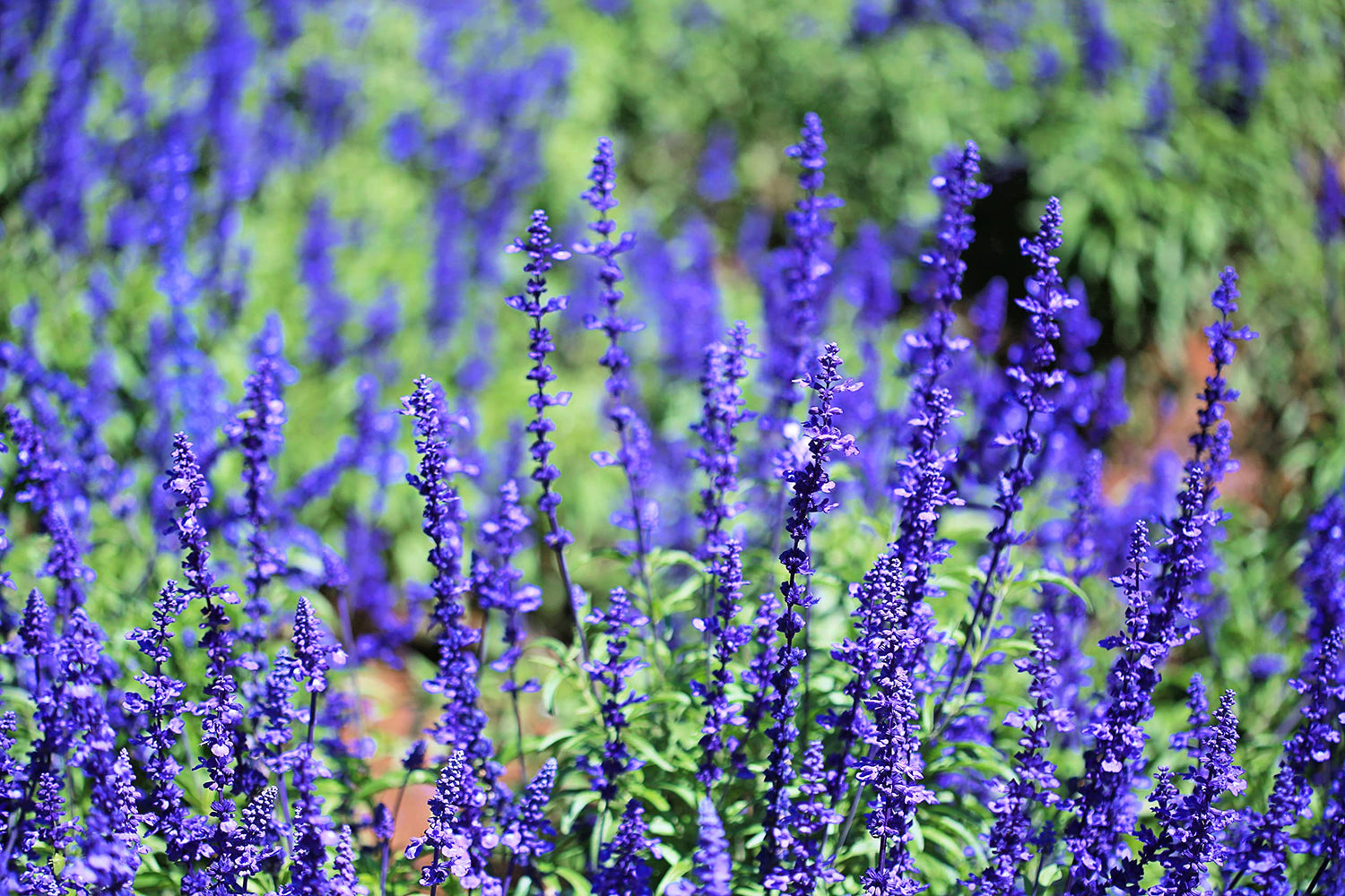 Blue Steel Sage Seeds for Planting - 50 Seeds - Easy to Grow