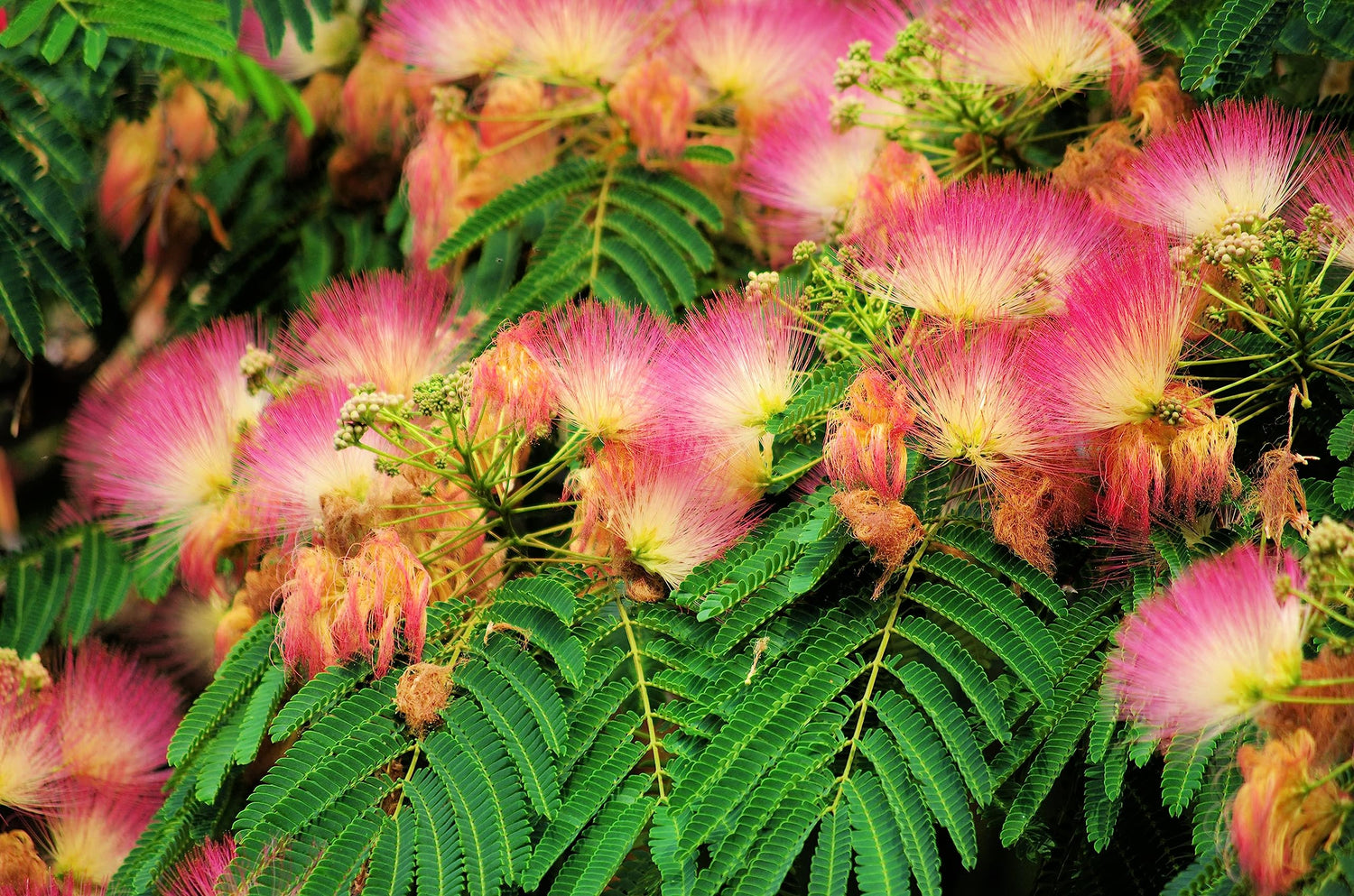 Mimosa Silk Tree, Albizia julibrissin, 50 Seeds (Fast, Hardy, Showy, Fragrant)