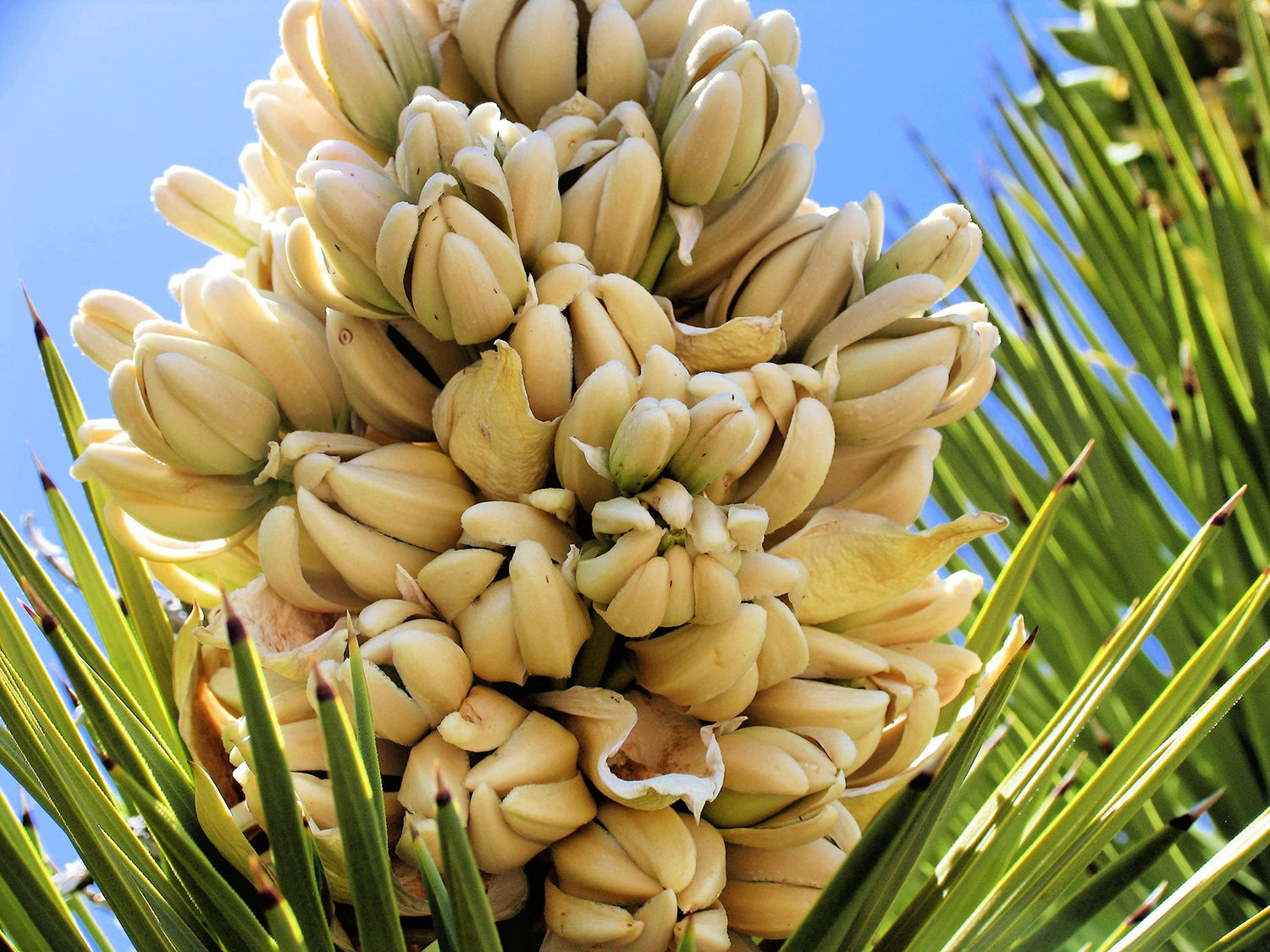 Yucca Palm Tree Seeds for Planting (10 Seeds) - Highly Prized Joshua Tree - Yucca brevifolia - Made in USA, Ships from Iowa