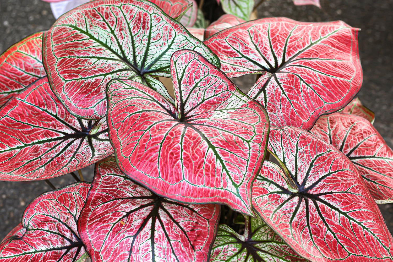 Tequila Sunrise Caladium Bulbs for Planting - Perennial Hosta, Elephant Ears, Fancy