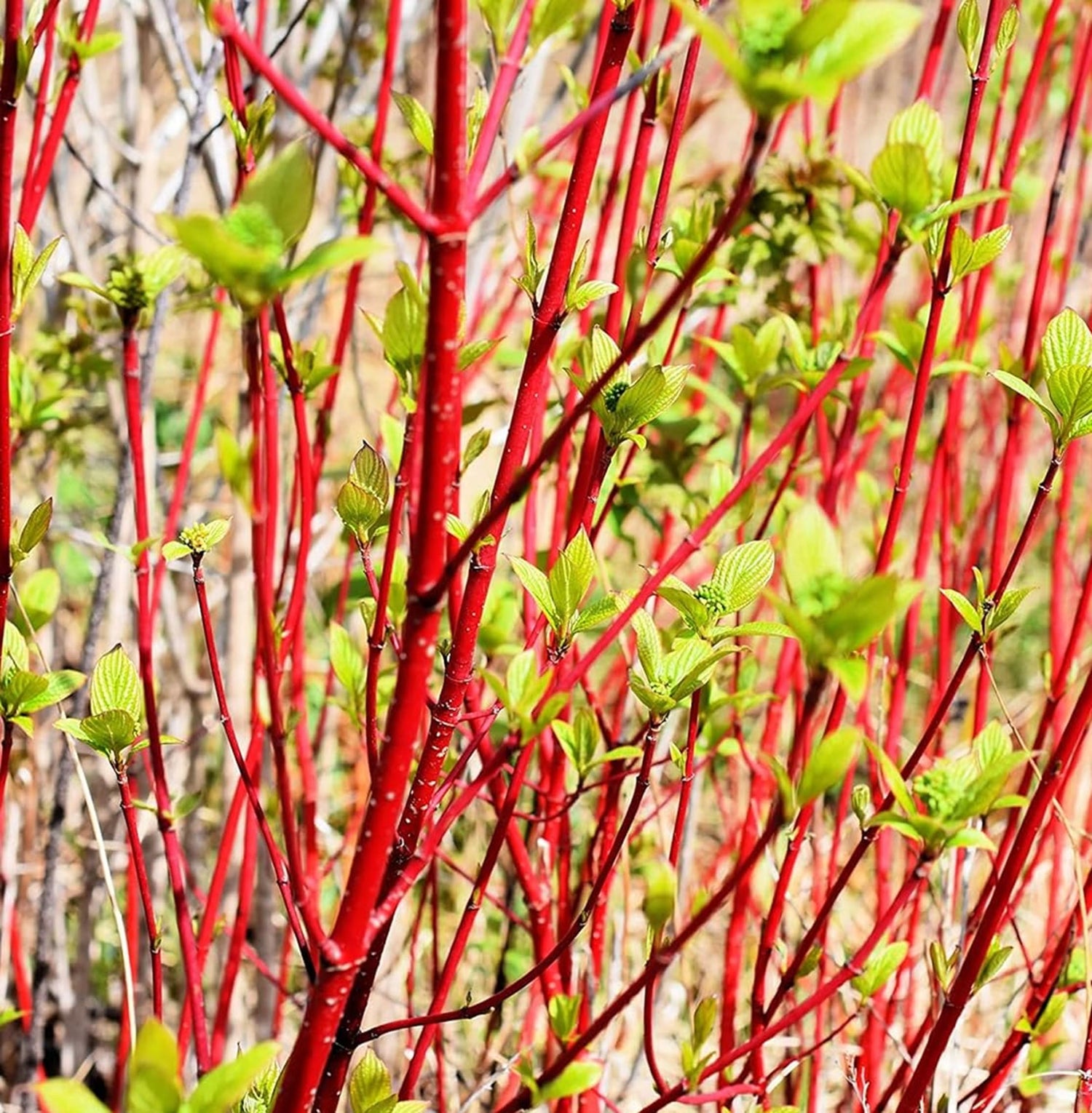 Red Dogwood Cuttings to Grow - Vibrant Red Bark Makes Great Display for Landscape or Garden or use as Privacy Hedge