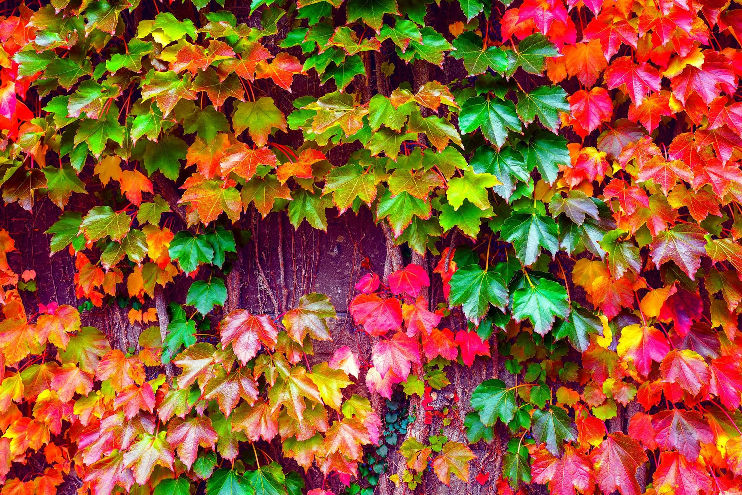 50 Japanese Ivy Seeds for Planting - Easy to Grow Creeping Ivy Vine - Ships from Iowa, USA