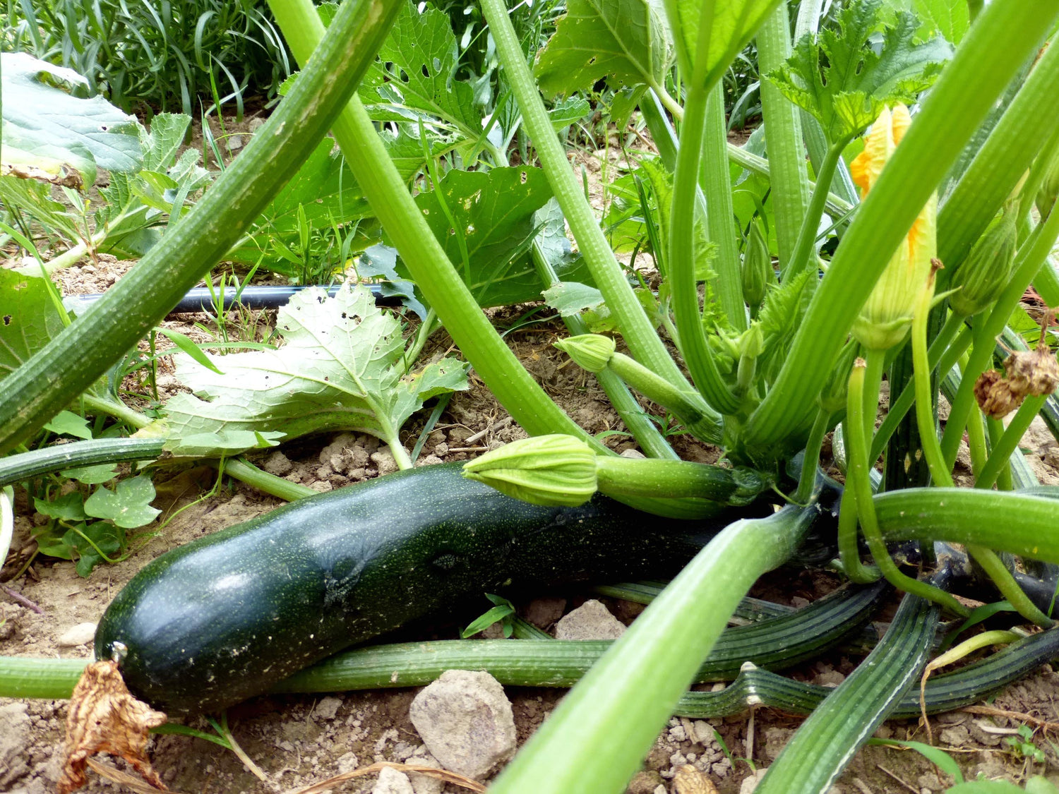 Squash, Zucchini Black Beauty Organic | 50+ Seeds | Non-GMO, Heirloom Seeds, Grow your Own Food | Vegetable Seeds for Planting