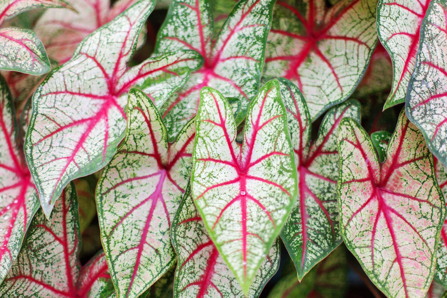 6 White Queen Caladium Bulbs for Planting - Perennial Hosta, Elephant Ears, Fancy (6 Bulbs)