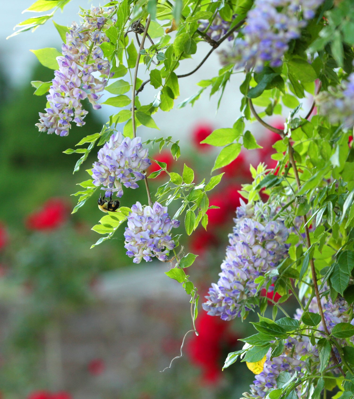 American Wisteria Seeds - Wisteria Vine with Scented Purple Flowers from Madison, WI
