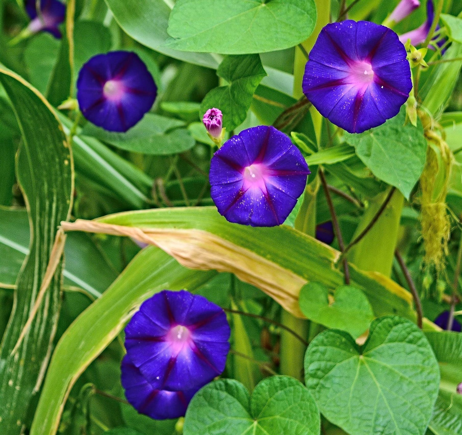 Purple Morning Glory Climbing Vine| 100 Seeds to Plant | Beautiful Flowering Vine "Grandpa Ott" Purple Morning Glory Seeds