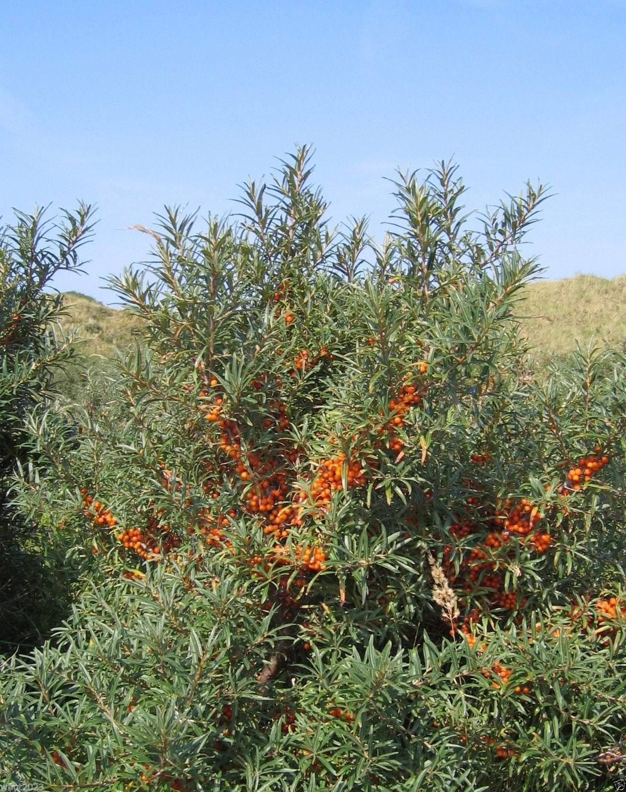 200 Seeds Sea Buckthorn, Seaberry - Hippophae Rhamnoides - Edible Fruit - Raw or Cooked !