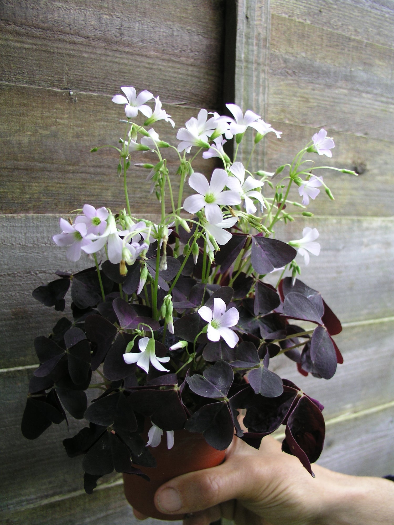 Oxalis Triangularis (10 bulbs) - Purple Shamrocks for Indoors or Out!