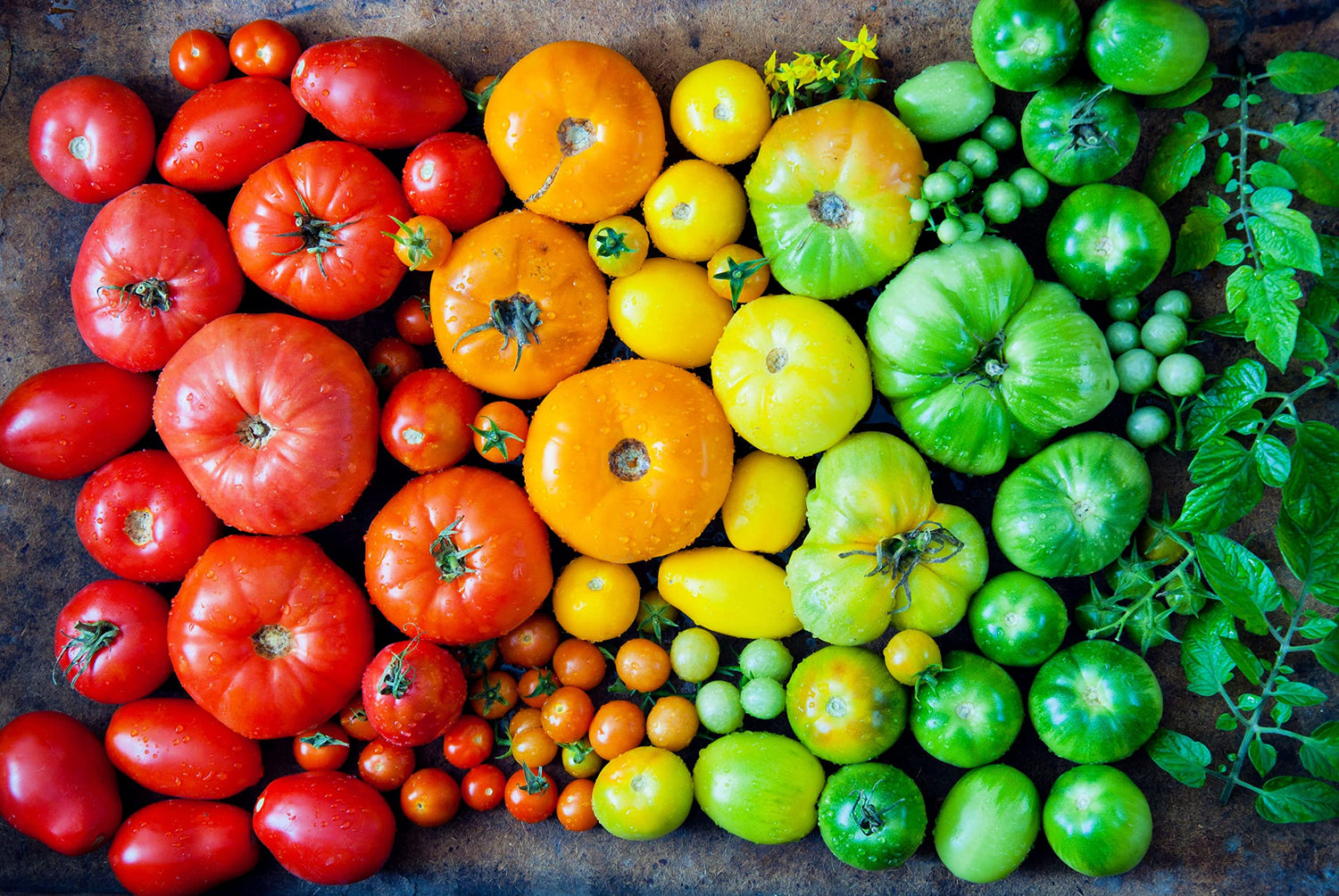 Heirloom Rainbow Mix Tomato Seeds - 100+ Seeds to Grow - Grow Mixed Colors of Tasty Tomato's - Non-GMO