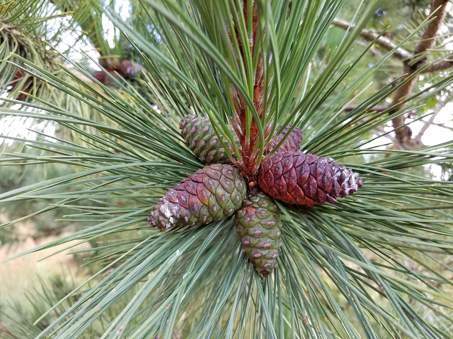 Red Pine Tree Seedlings for Planting - Evergreen Tree Seedlings - Landscaping or Wind Block Trees - No Ship to California