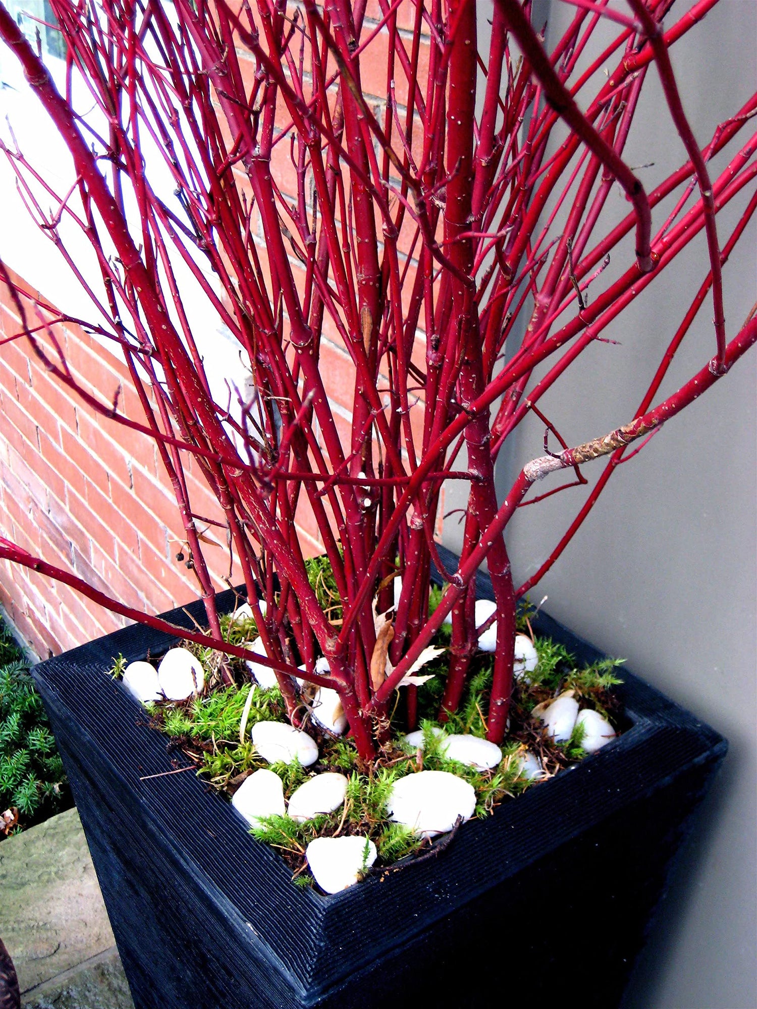 Red Dogwood Branches, Vase Filler Decor 30-36 Inches Tall - 100% All Natural, Grown and Shipped from Iowa, USA. - Vase Filler, Wedding Decoration