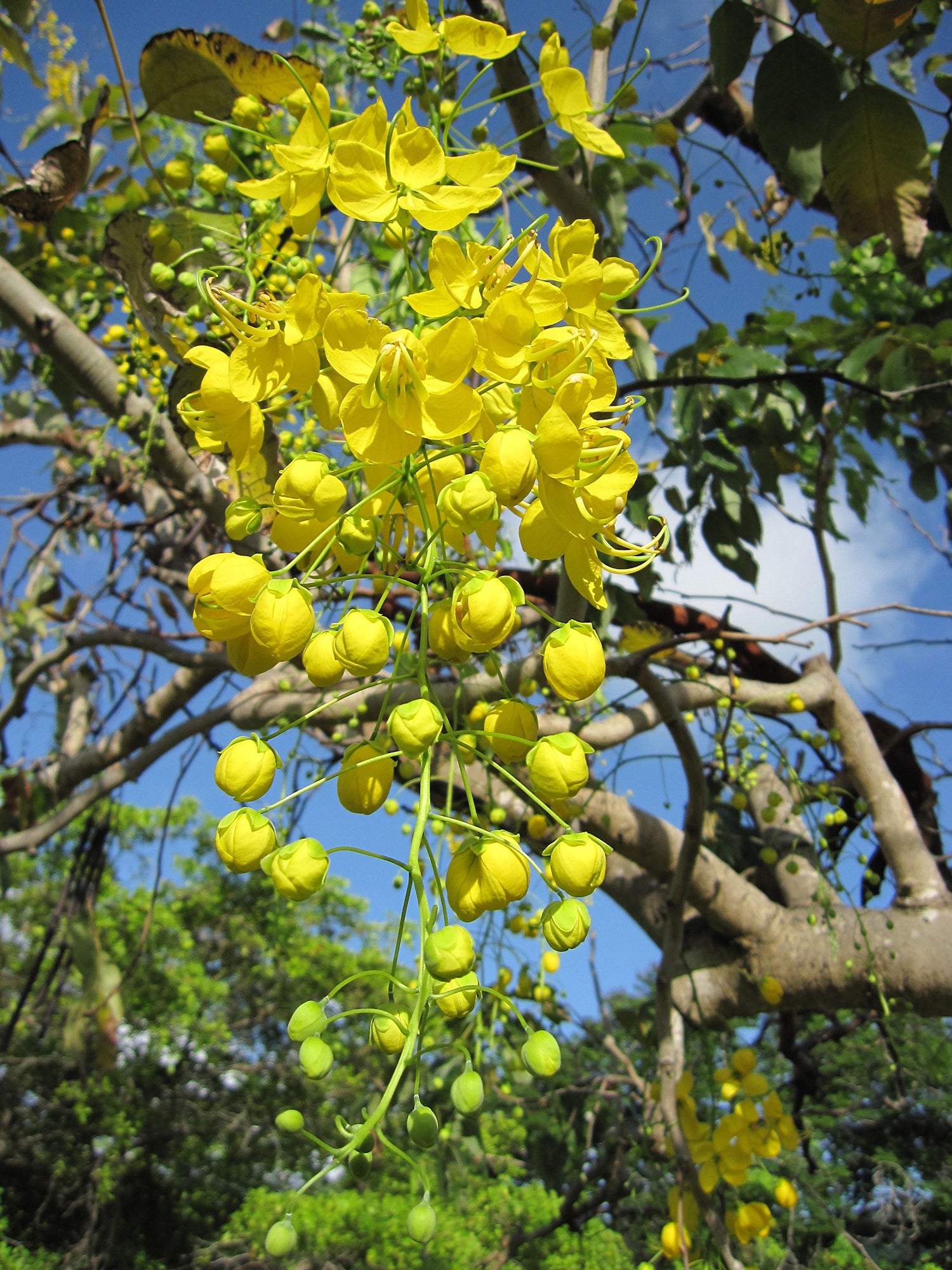 30 Cassia Fistula Seeds / Golden Shower Tree / Yellow Flower / Bactyrilobium Fistula