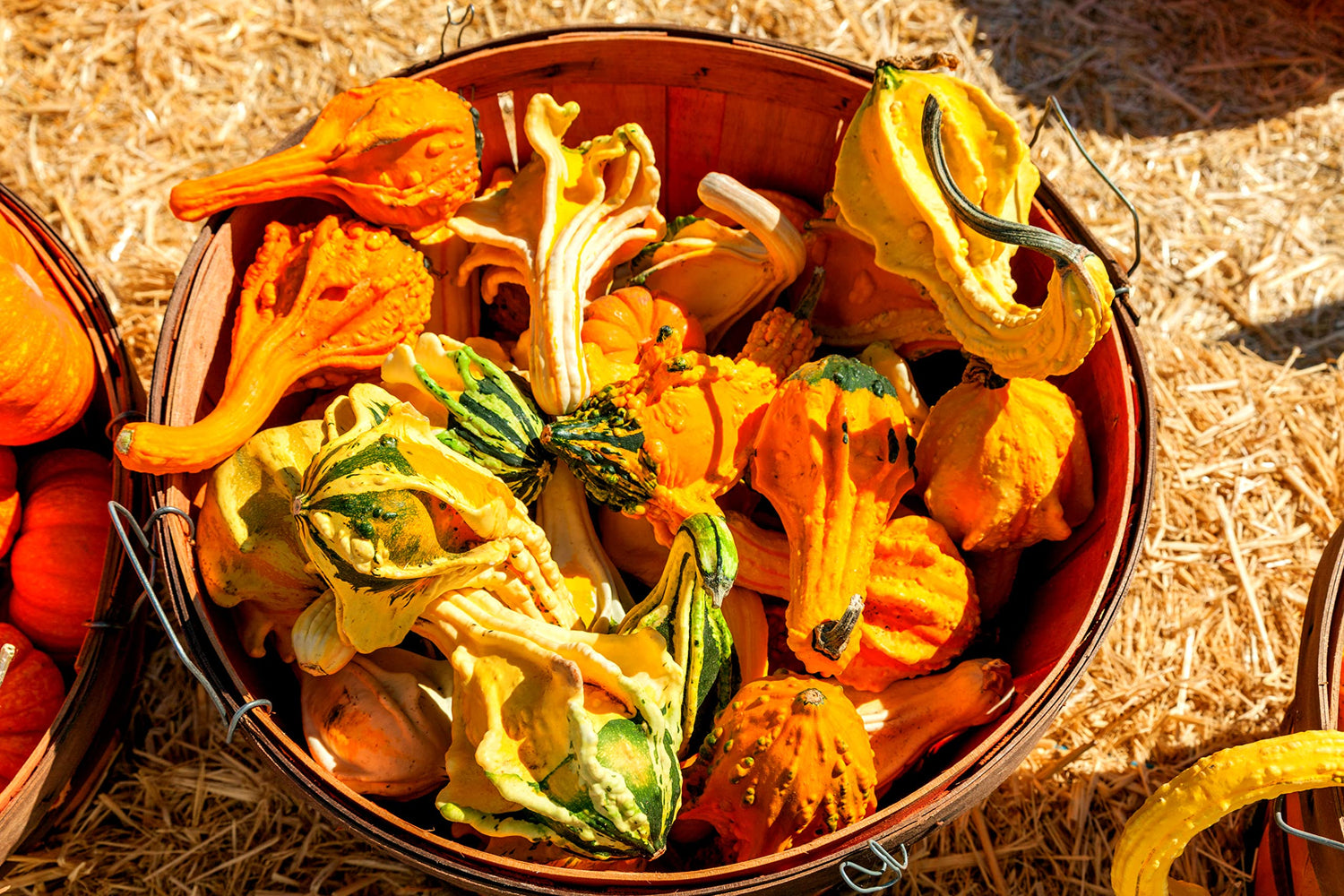 Autumn Wings Gourd Seeds for Planting (20 Seeds) - Exotic Mix of Colors and Shapes, Great for Display
