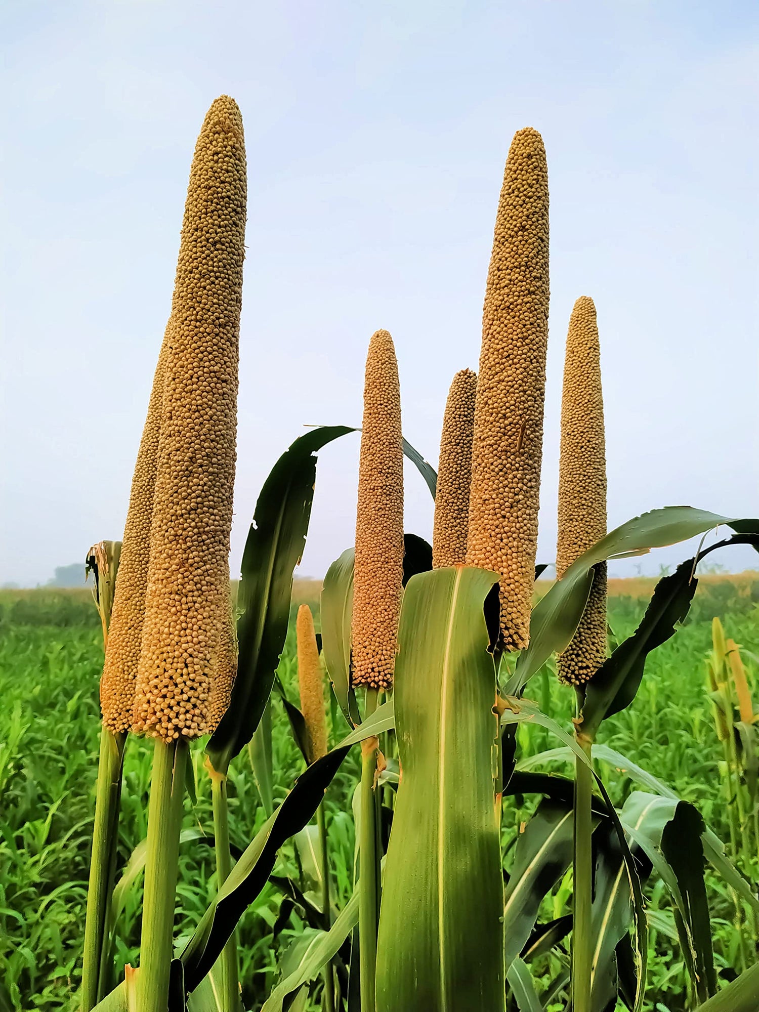 Pearl Millet Grass Seeds for Planting - Pennisetum glaucum - Ornamental Grass Seeds