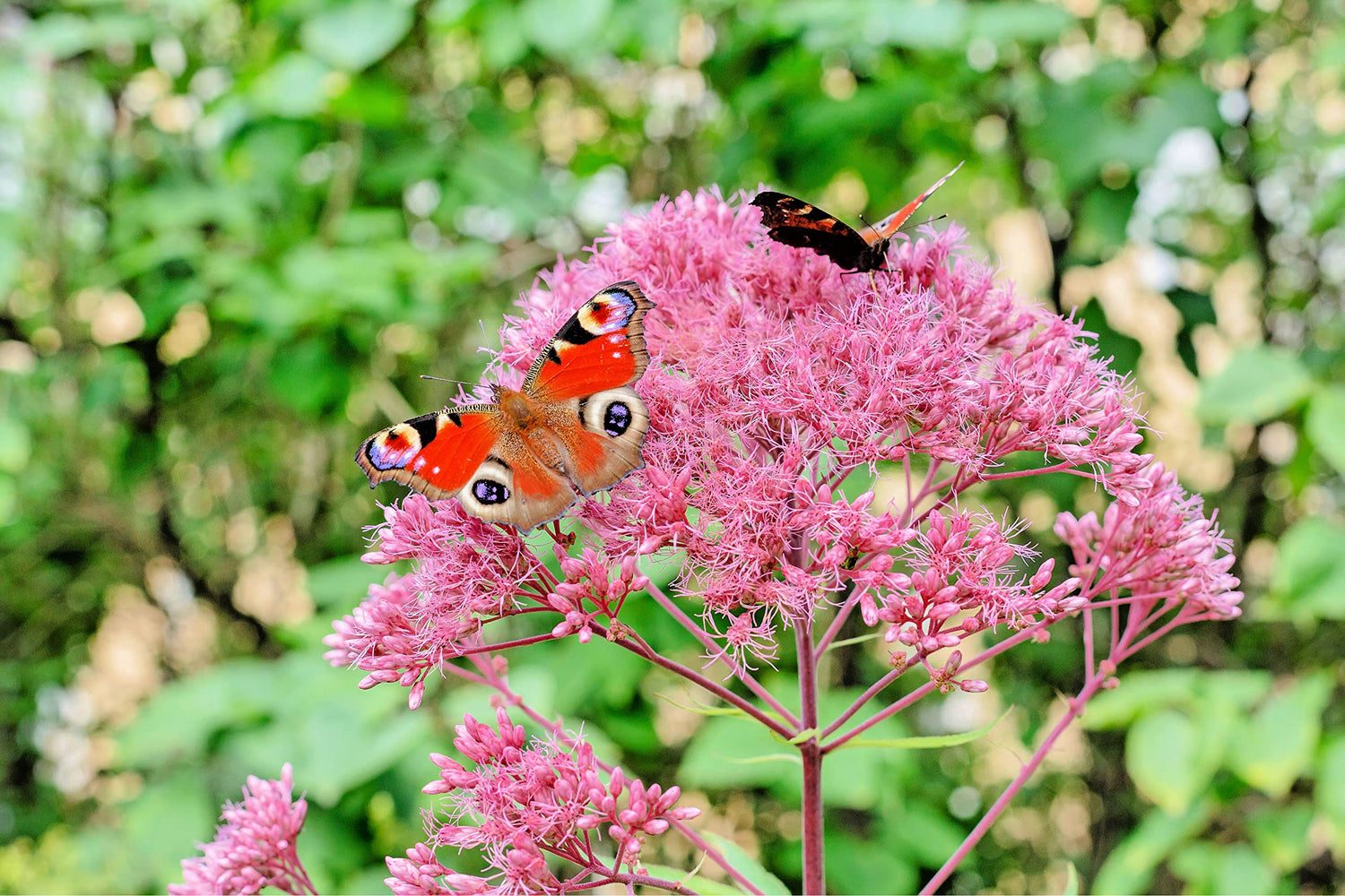 Queen of The Meadow Herb Seeds for Planting (50 Seeds) - Joe Pye Weed, Purple Thoroughwort - Ships from Iowa, USA